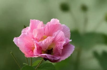 芙蓉是什麼花|【芙蓉是什麼花】從芙蓉之謎到揭開「芙蓉是什麼花」的正解！ –